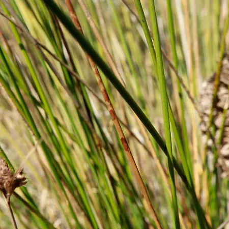 Les Lofts De Sainte-lucie-de-porto-vecchio Sainte-Lucie de Porto-Vecchio